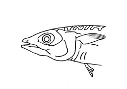 mackerel